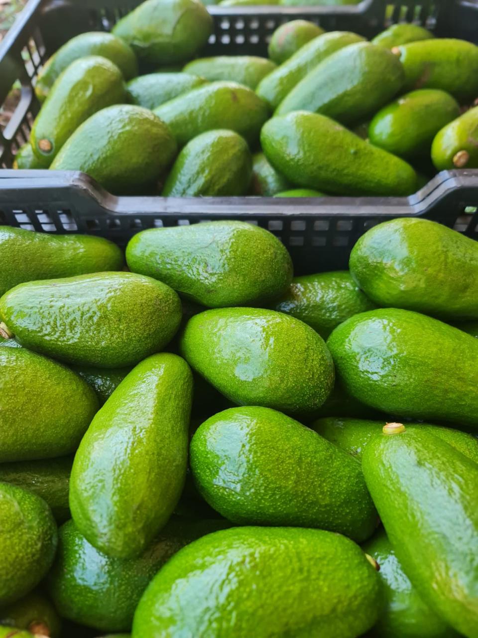 Producción de aguacates